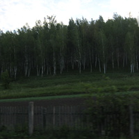 Березовый лес на краю села.