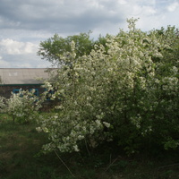 Ускюль. Школьный сад в мае 2011г.