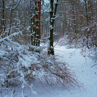 лес зимний