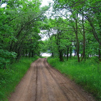 Лесные дороги Еленовки