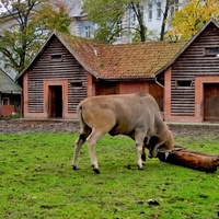 В Калининградском зоопарке
