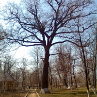 Балта-одно из самых старых деревьев парка
