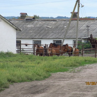 Лошади на ферме