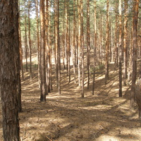 Кийлівський ліс