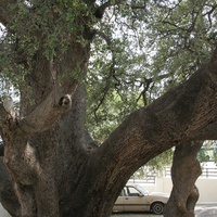Старое дерево