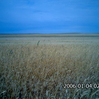 пшеничное поле саратовки.