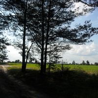 Выгляд вёскі з хвойніка