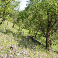Береза даурская или черная на склоне в долину Будюмкана