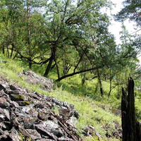 Сосново-черноберезовое редколесье на склоне в долину Будюмкана