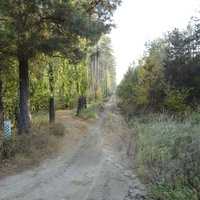 село Заньки лес до села Великая Кошелевка