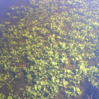 Кувшинки в реке весной (с. Чехуровка)