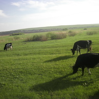 на лугу пасутся коровы
