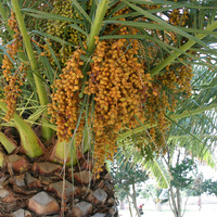 Семена пальмы
