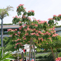 Цветущее дерево