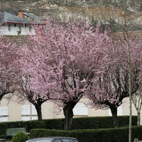 Цветущая сакура в Акс-ле-Терм