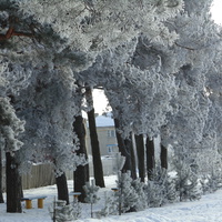 зима в Комсомольском парке