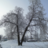 зима в Комсомольском парке