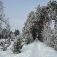 зима в Комсомольском парке