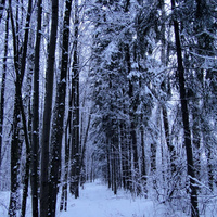 Деревья в снегу