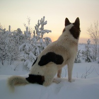 Заадная Сибирь. Морозный закат над болотом