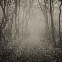 в лесной тиши, в лесном тумане