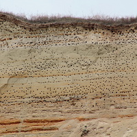 песчаная гора вся в гнездах птиц