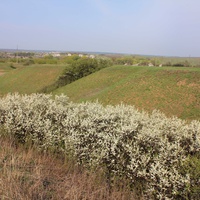 Квітне терен за селом Оленівка