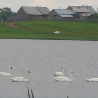 Верх-Рождество,лебеди