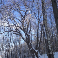 зима у лісі