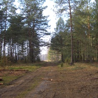 Лес у Вильяново