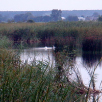 Лебеді на ставках