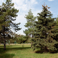 хвойные деревья в парке