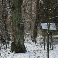 салтыковка кормушка в лесу