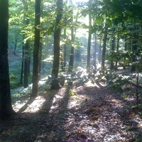 Утро в летнем лесу