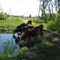 Видогощинские коровы