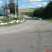 деревенские гуси