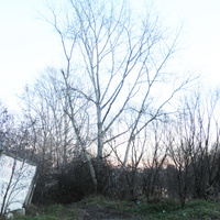 Тополь у первого пруда