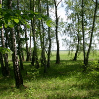 В лесу у Бортниково