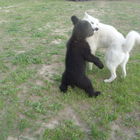 пятимесячный медвежонок и собака