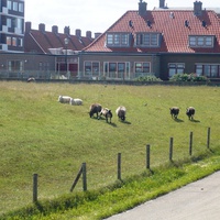 Местные овечки