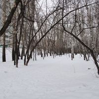 Лесополоса межде жд и бывшими институтскими яблоневыми садами