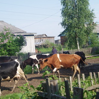 Коровы на улице