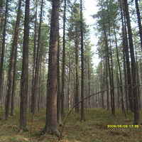 Тундрино сказочный лес