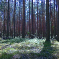 Лес в Берёзовке