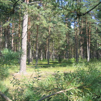 Буявинский лес