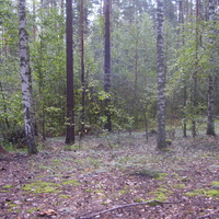 Шилокша лес