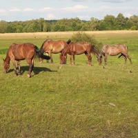 Табун лошадей возле р.Десна.с.Бутовка