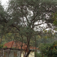 маслина в саду-обычное дело