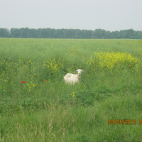 Краєвид