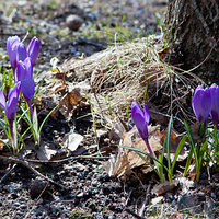 Цветы в парке